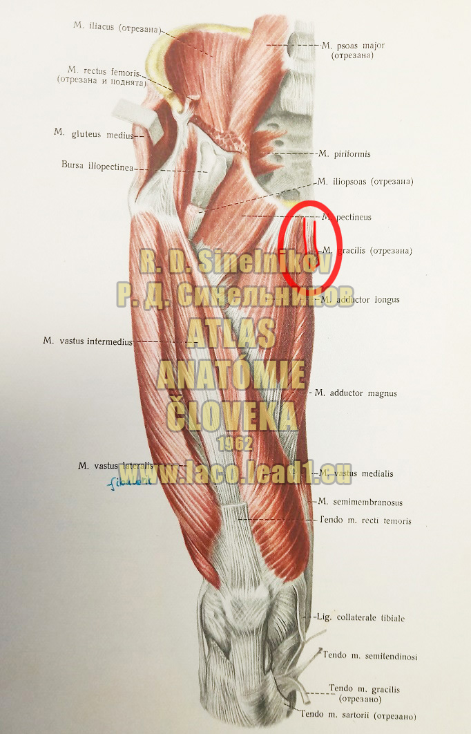 Štíhly sval stehna SVALY PANVY A STEHNA - PRAVÉHO - Z PREDU (PRIAMY SVAL STEHNA)