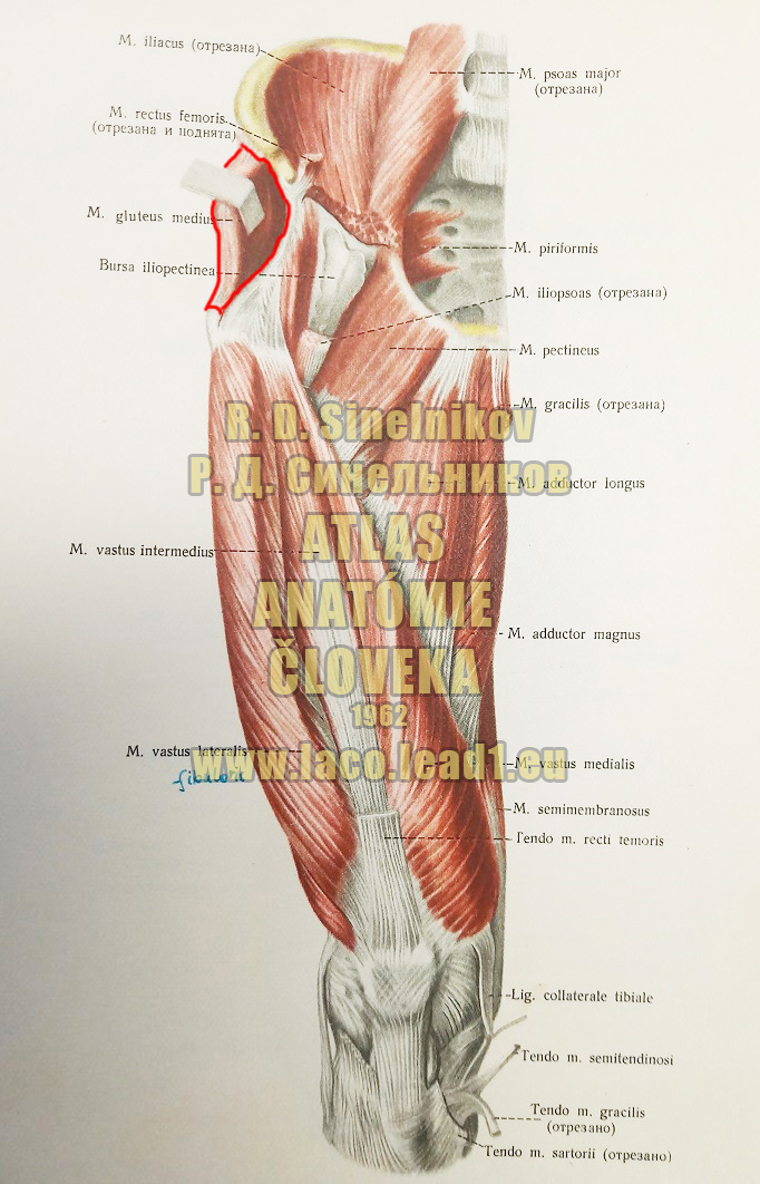 Stredný sedací sval SVALY PANVY A STEHNA - PRAVÉHO - Z PREDU (PRIAMY SVAL STEHNA)