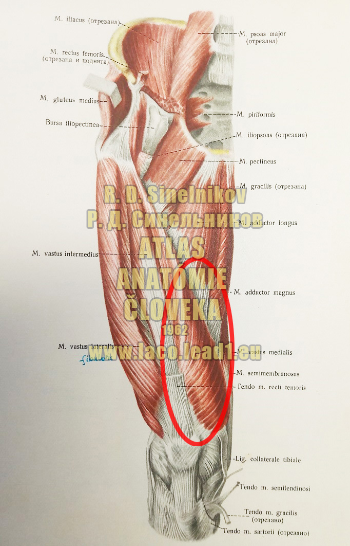 Vnútorná hlava štvorhlavého svalu stehna SVALY PANVY A STEHNA - PRAVÉHO - Z PREDU (PRIAMY SVAL STEHNA)