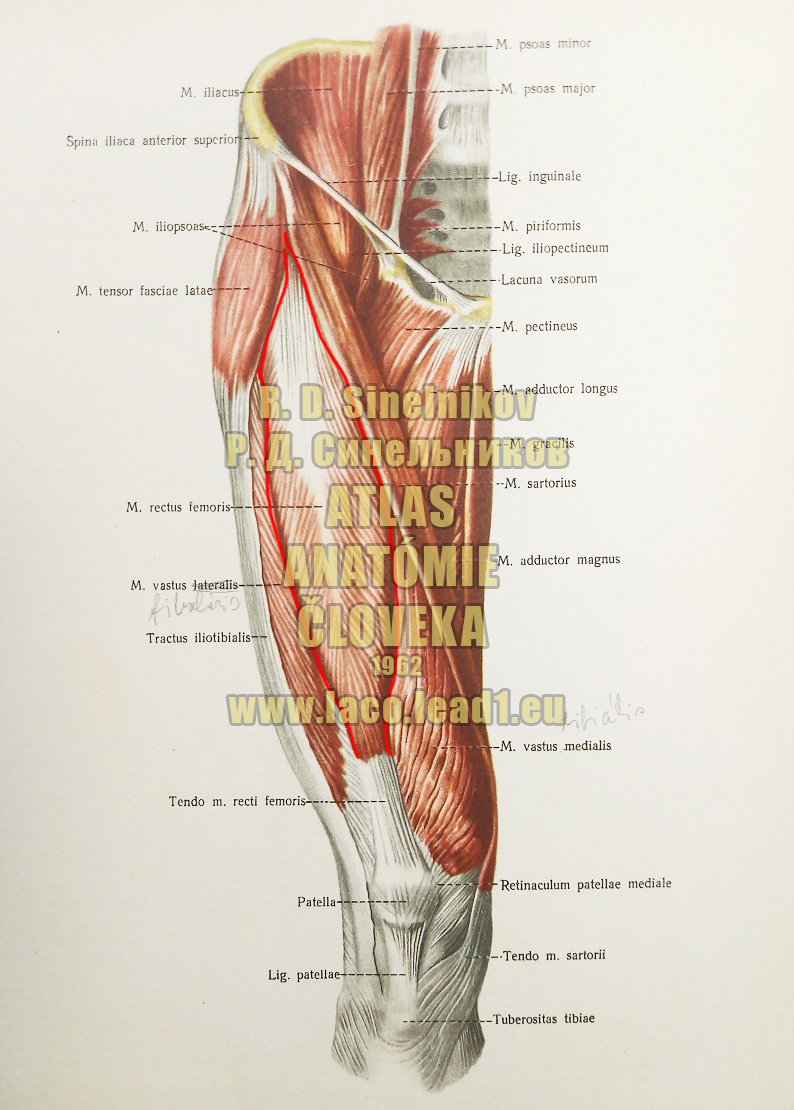 Priamy sval stehna SVALY PANVY A STEHNA - PRAVÉHO - Z PREDU