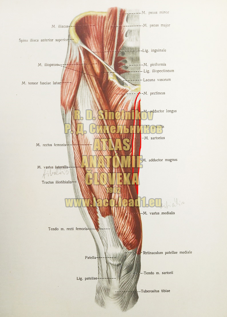 Štíhly sval stehna SVALY PANVY A STEHNA - PRAVÉHO - Z PREDU