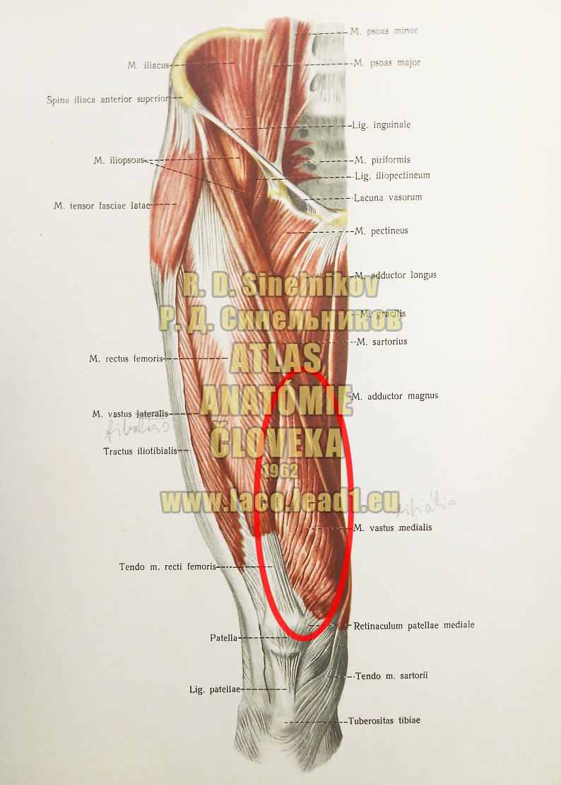 Vnútorná hlava štvorhlavého svalu stehna