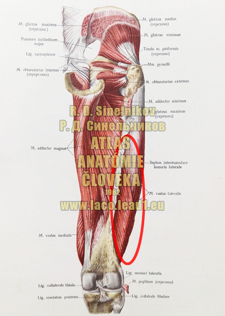 Bočný široký sval SVALY PANVY A STEHNA - PRAVÉHO - ZO ZADU