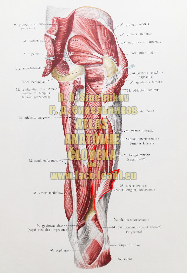Dvojhlavý stehenný sval SVALY PANVY A STEHNA - PRAVÉHO - ZO ZADU