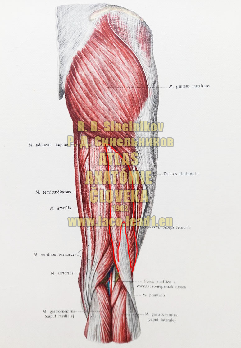 Dvojhlavý stehenný sval SVALY PANVY A STEHNA - PRAVÉHO - ZO ZADU