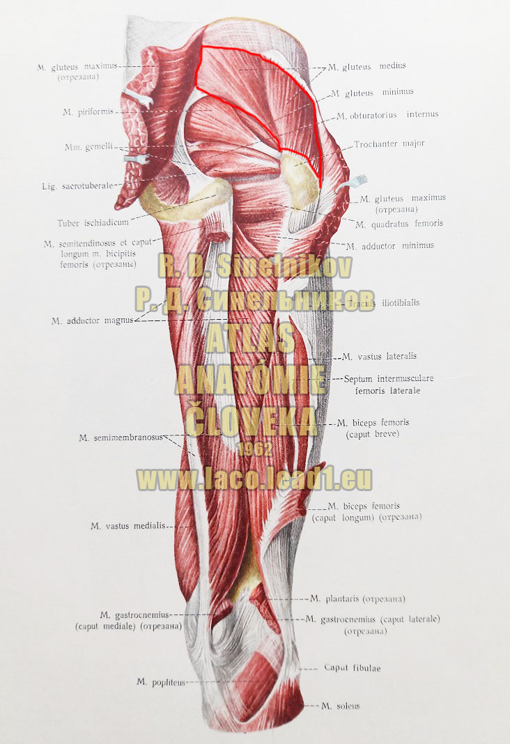 Stredný sedací sval SVALY PANVY A STEHNA - PRAVÉHO - ZO ZADU (HLBŠIA VRSTVA) 