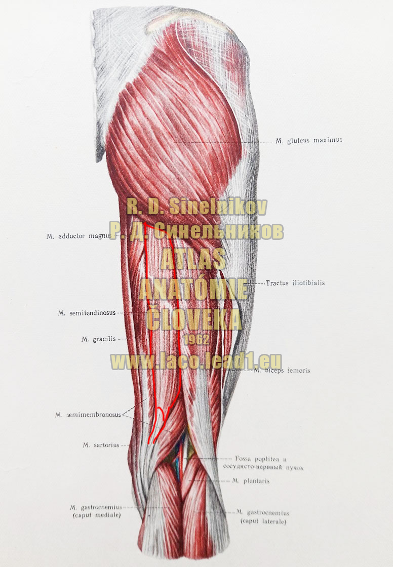 Pološľachovitý sval