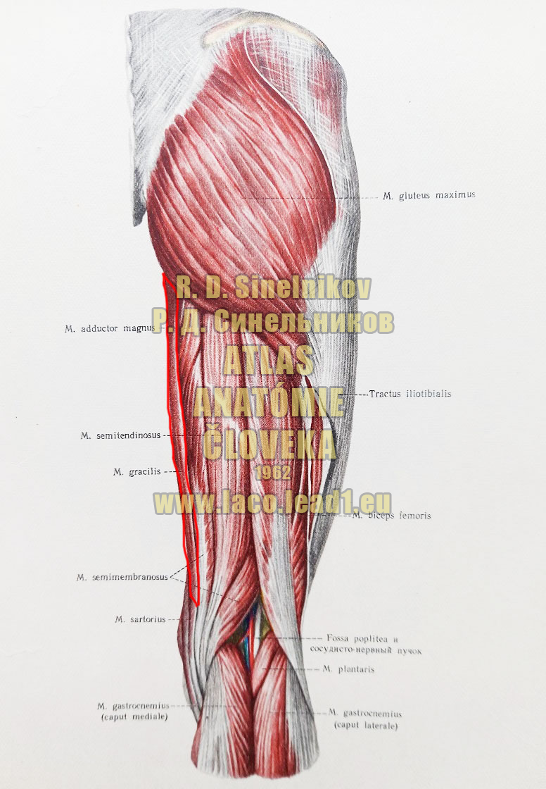 Štíhly sval stehna SVALY PANVY A STEHNA - PRAVÉHO - ZO ZADU