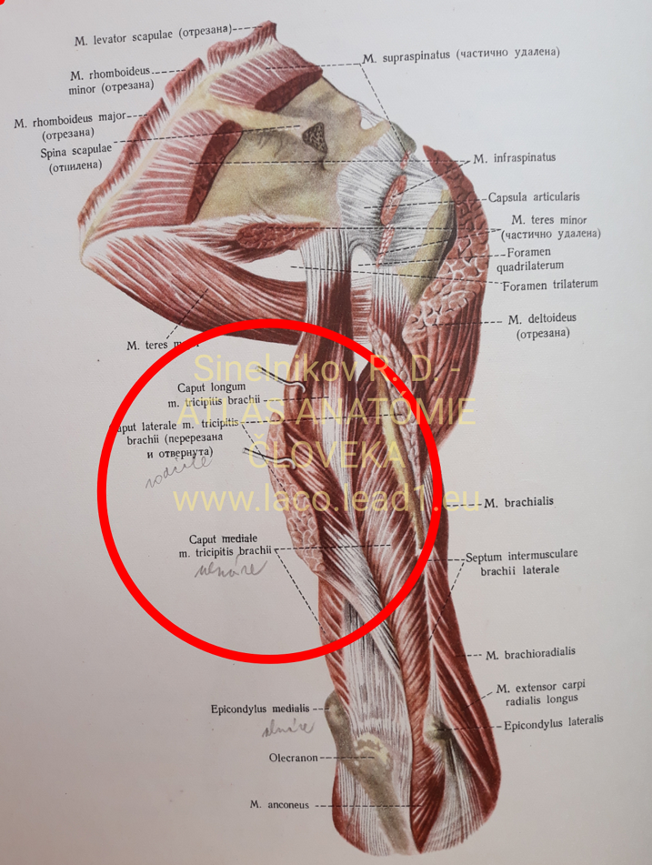 Trojhlavý ramenný sval SVALY PRAVÉHO NADLAKTIA A PLECA, zo zadu (hĺbka).