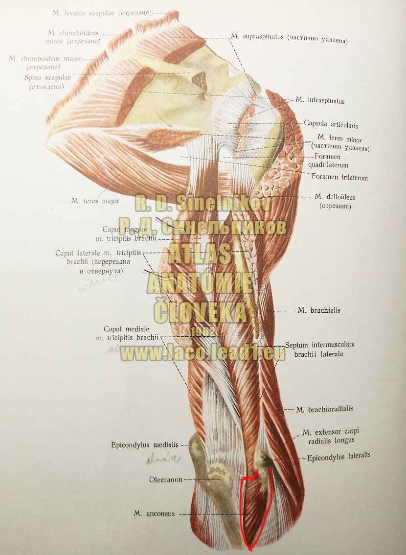 Lakťový sval SVALY PRAVÉHO NADLAKTIA A PLECA (HLBOKÉ SVALY)