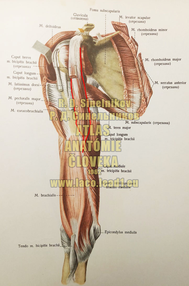 Zobákovo-ramenný sval SVALY PRAVÉHO NADLAKTIA A PLECA Z PREDU (HLBOKÉ SVALY)