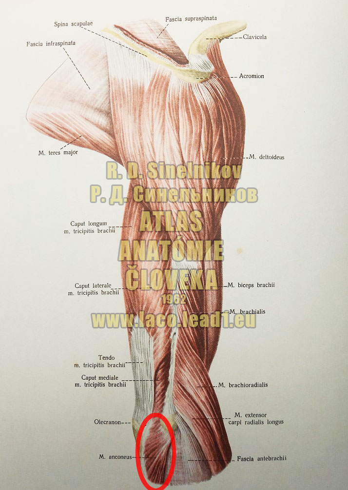 Lakťový sval SVALY PRAVÉHO NADLAKTIA A PLECA - Z BOKU