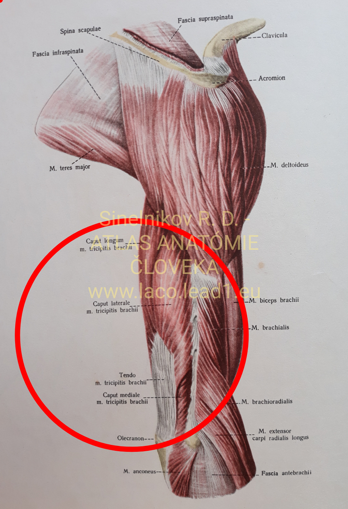 Trojhlavý ramenný sval