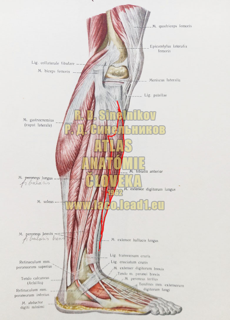 Predný píšťalový sval SVALY PREDKOLENIA A CHODIDLA - PRAVÉHO - Z BOKU