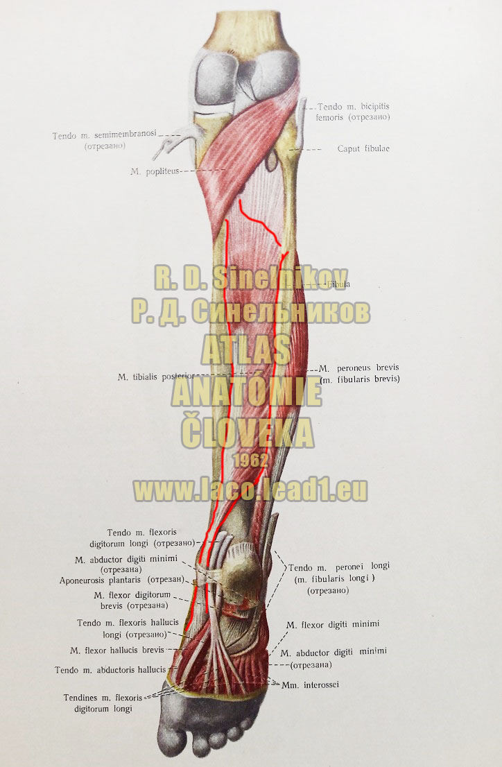 Zadný píšťalový sval SVALY PREDKOLENIA - PRAVÉHO - ZO ZADU (HLBOKÁ VRSTVA)