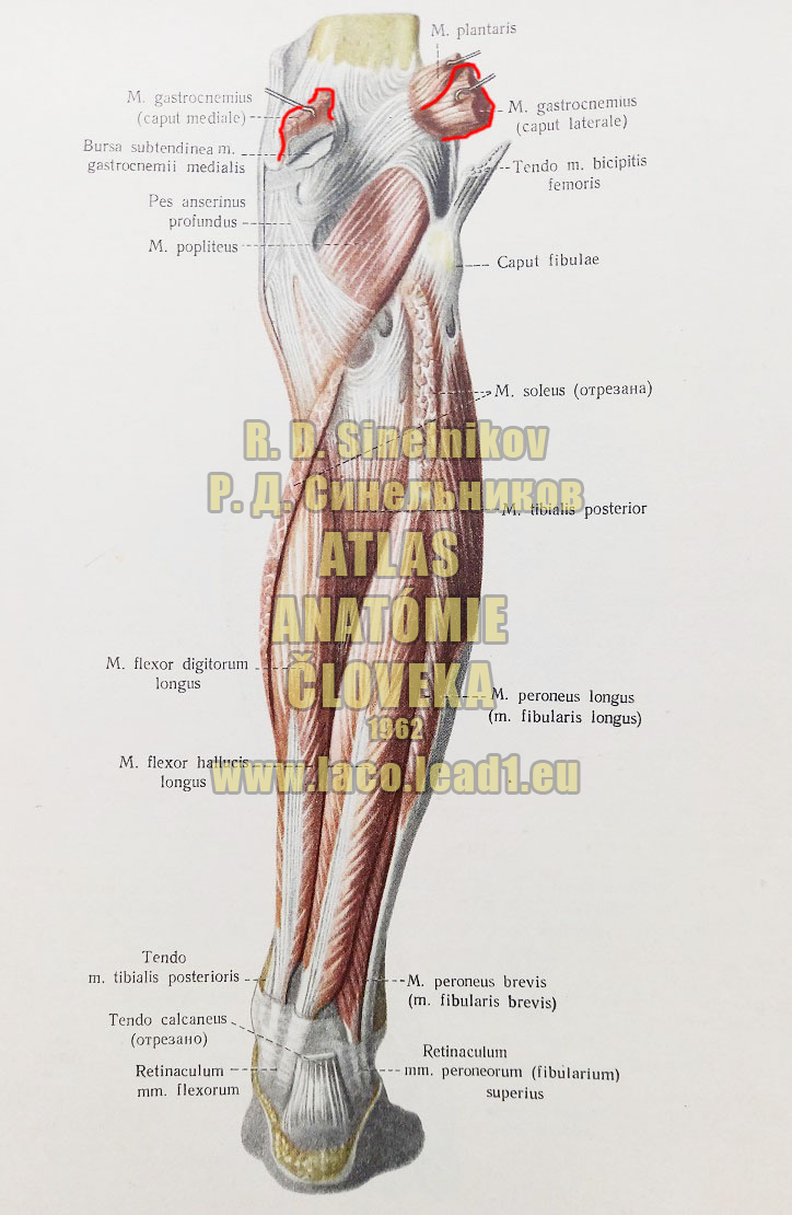 Dvojhlavý sval lýtka SVALY PREDKOLENIA - PRAVÉHO - ZO ZADU (HLBOKÁ VRSTVA)