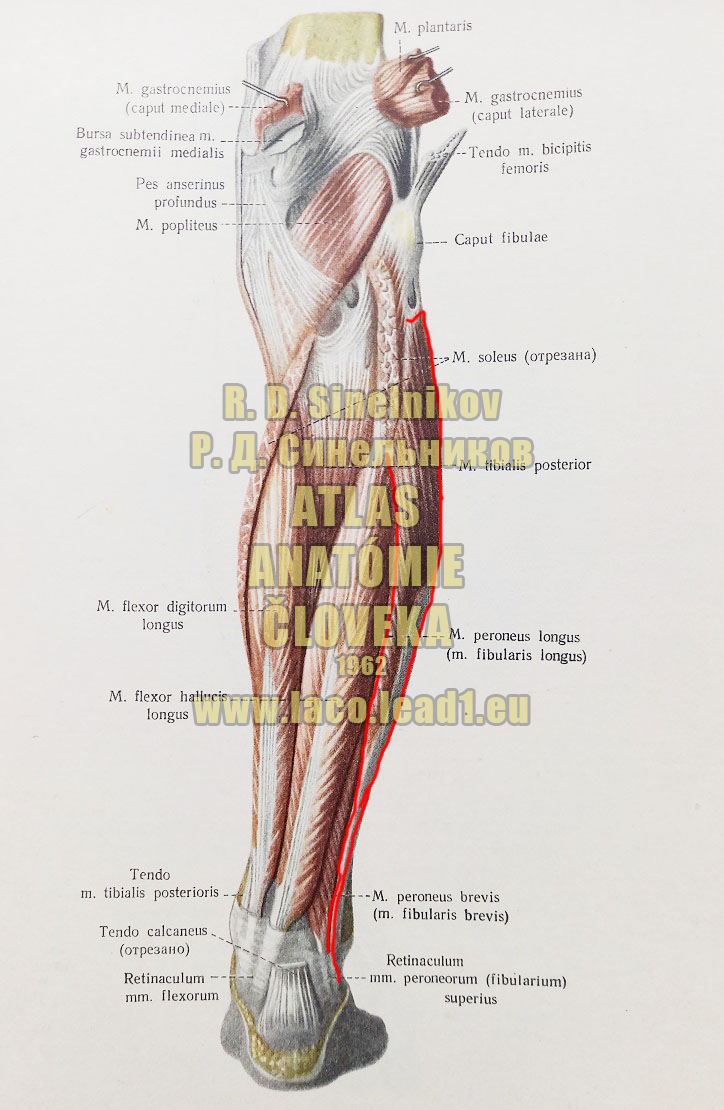 Lýtkový sval SVALY PREDKOLENIA - PRAVÉHO - ZO ZADU  (HLBOKÁ VRSTVA)