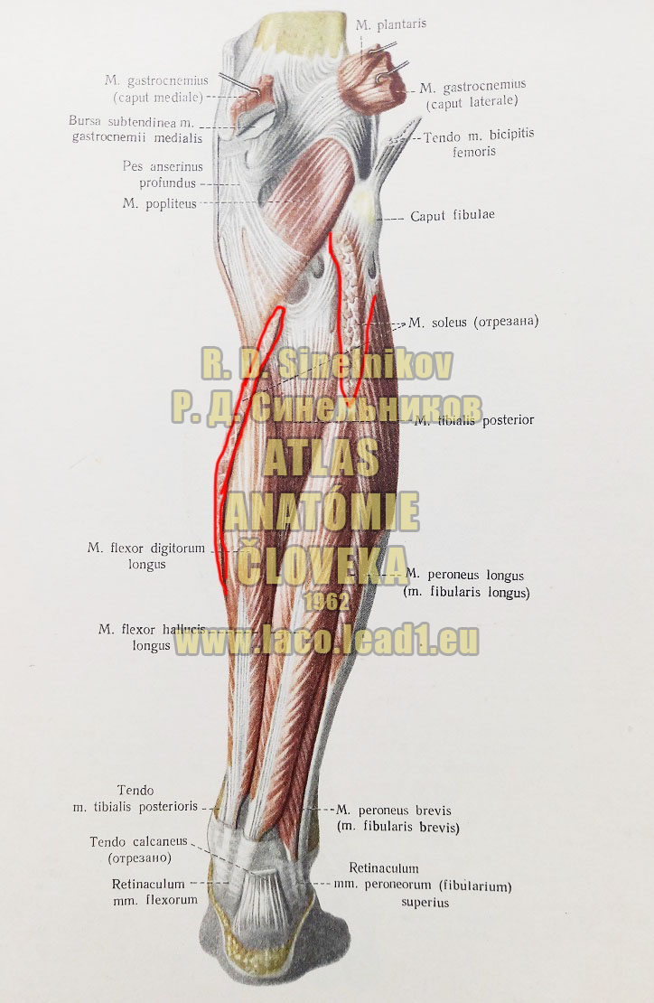 Šikmý sval lýtka SVALY PREDKOLENIA - PRAVÉHO - ZO ZADU (HLBOKÁ VRSTVA)
