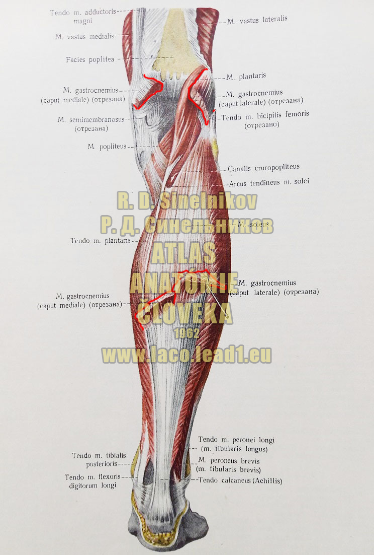 Dvojhlavý sval lýtka SVALY PREDKOLENIA - PRAVÉHO - ZO ZADU (POVRCHOVÁ VRSTVA)