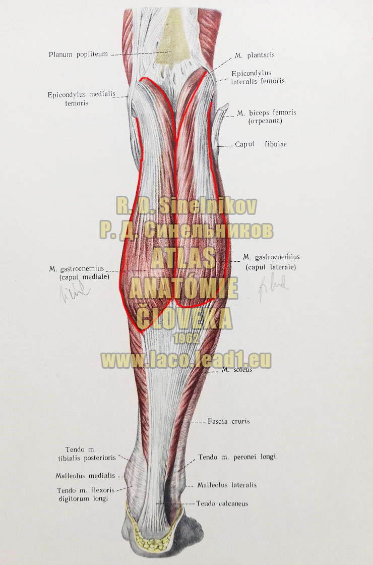 Dvojhlavý sval lýtka