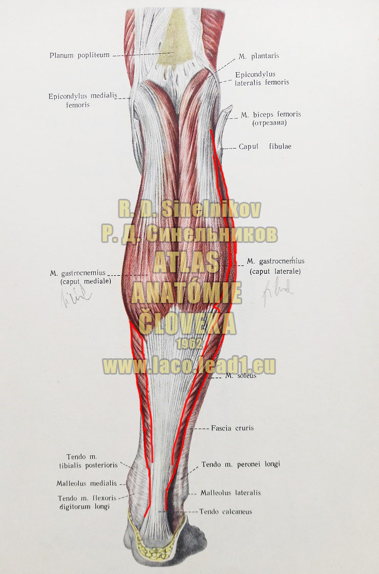 Šikmý sval lýtka SVALY PREDKOLENIA - PRAVÉHO - ZO ZADU (POVRCHOVÁ VRSTVA)