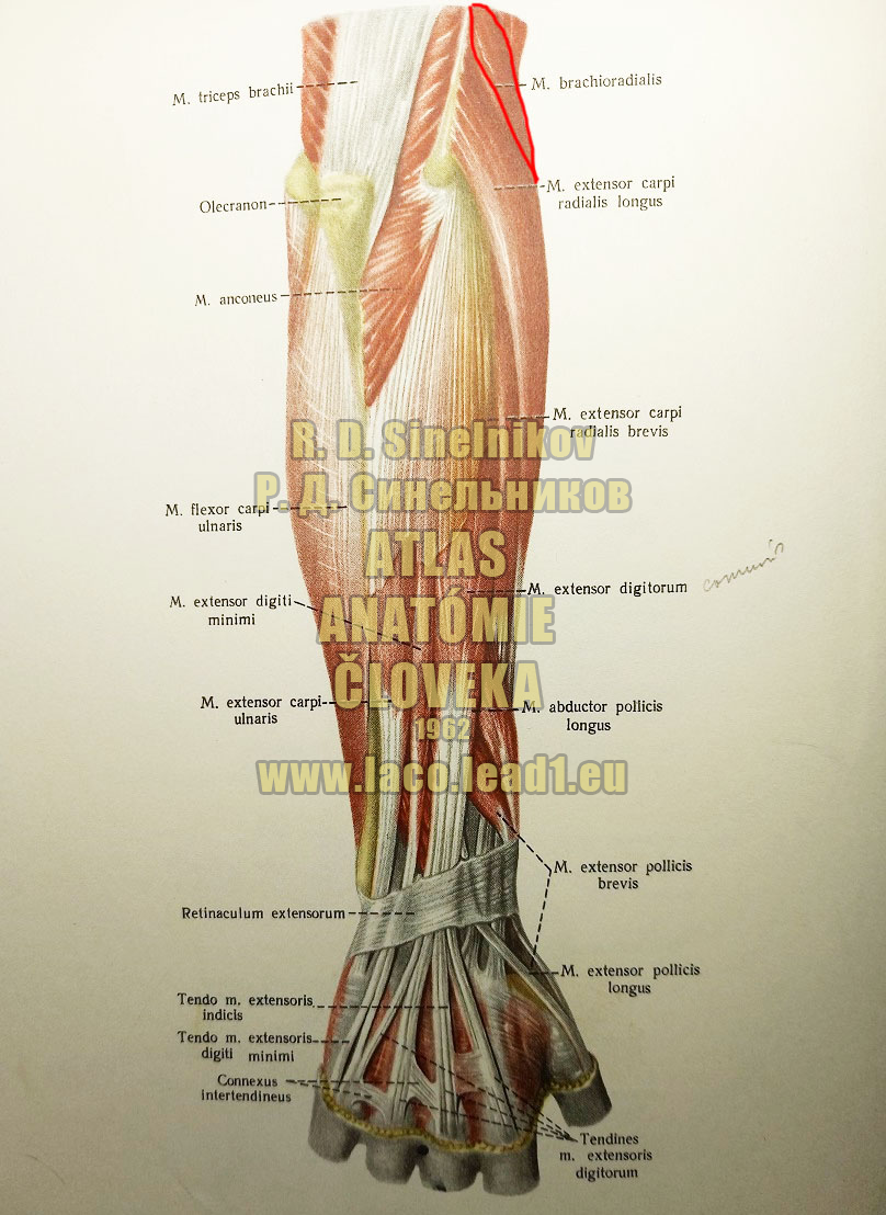 Ramennovretený sval SVALY PREDLAKTIA - PRAVÉHO - ZO ZADU (POVRCHOVÁVRSTVA)