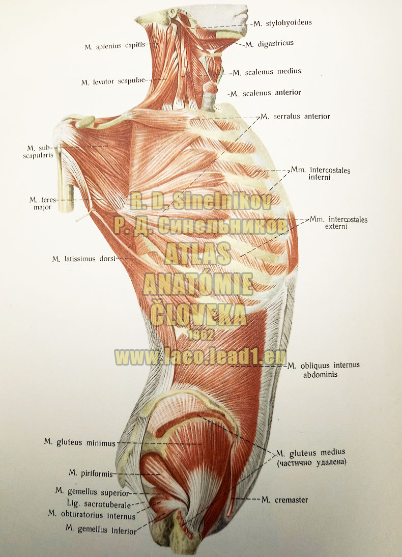 Veľký prsný sval SVALY TORZA Z PRAVA (LOPATKA ODDIALENÁ VZAD)
