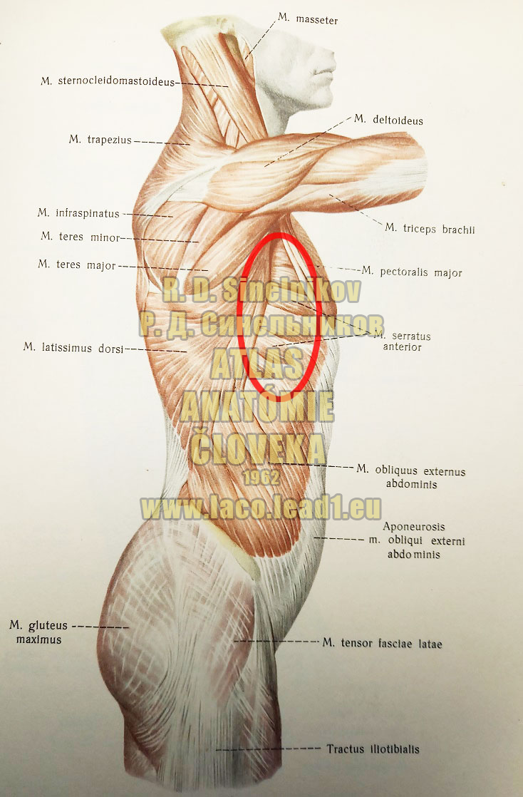 Pílovitý predný sval SVALY TORZA Z PRAVA (POVRCHOVÉ SVALY)