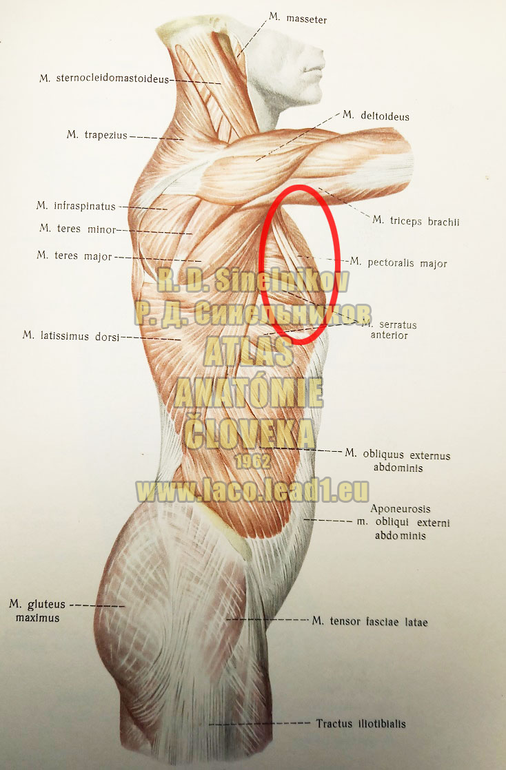 Veľký prsný sval SVALY TORZA Z PRAVA (POVRCHOVÉ SVALY)