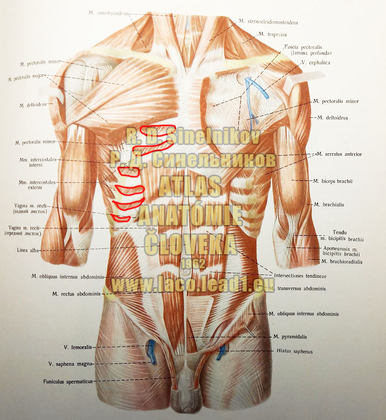 Medzirebrové svaly vnútorné SVALY TORZA Z PREDU