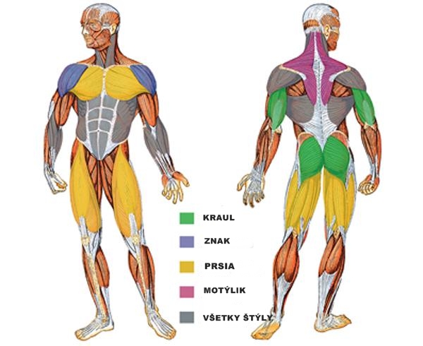 Plávanie  a budovanie svalstva Zaťažované svaly pri rôznych plaveckých štýloch 
